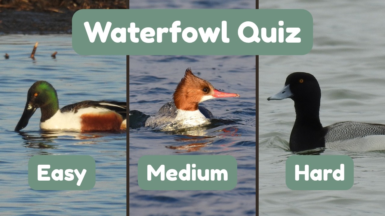 Guess The Duck Quiz | Are You A Waterfowl Professional?