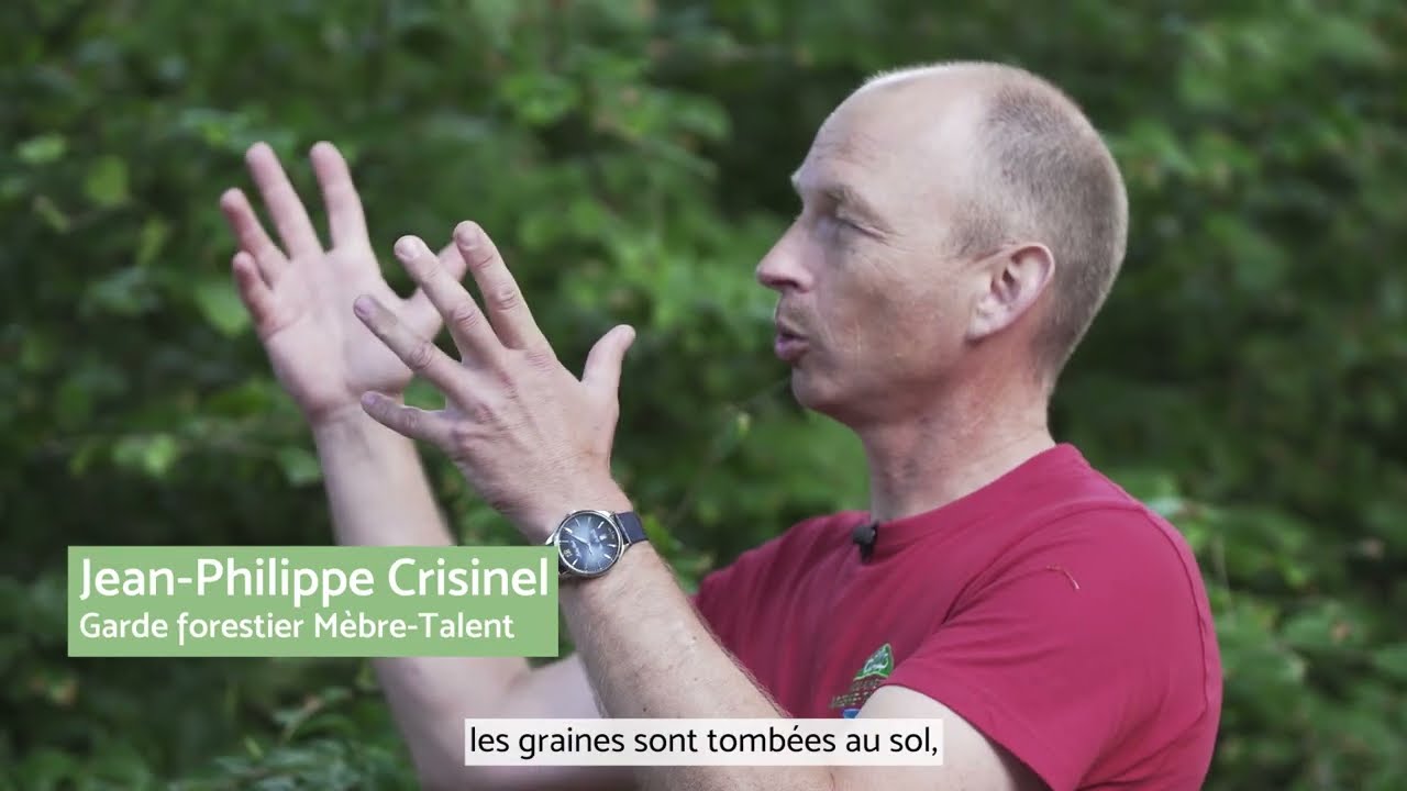 3. La régénération de la forêt