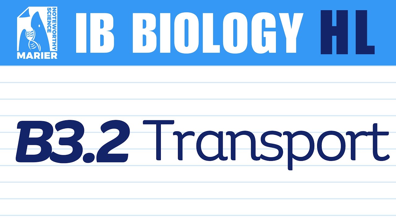 B3.2 Transport – Interactive Lesson | IB Biology HL