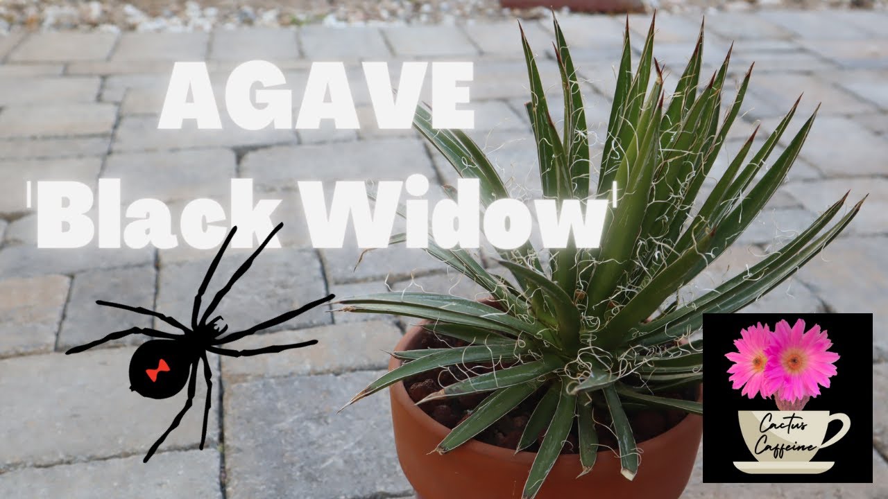 Repotting an Agave 'Black Widow' | #agave #pottingup