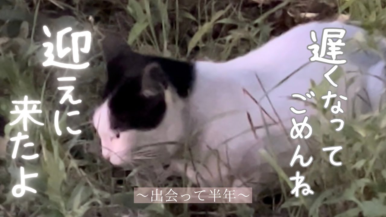 【野良猫保護】出会って半年、遅くなったけどようやく保護します！まだ小さな野良猫が幸せを掴むまでの６ヶ月間（その３）　14話