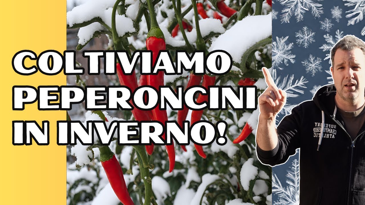 Peperoncini in INVERNO!