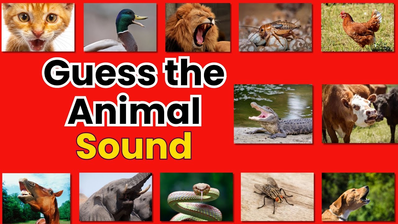 Guess the Animal Sound Game | Animal Games for Kids