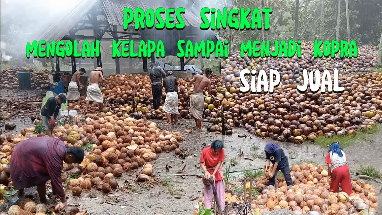 proses singkat mengolah kelapa, sampai jadi kopra siap jual