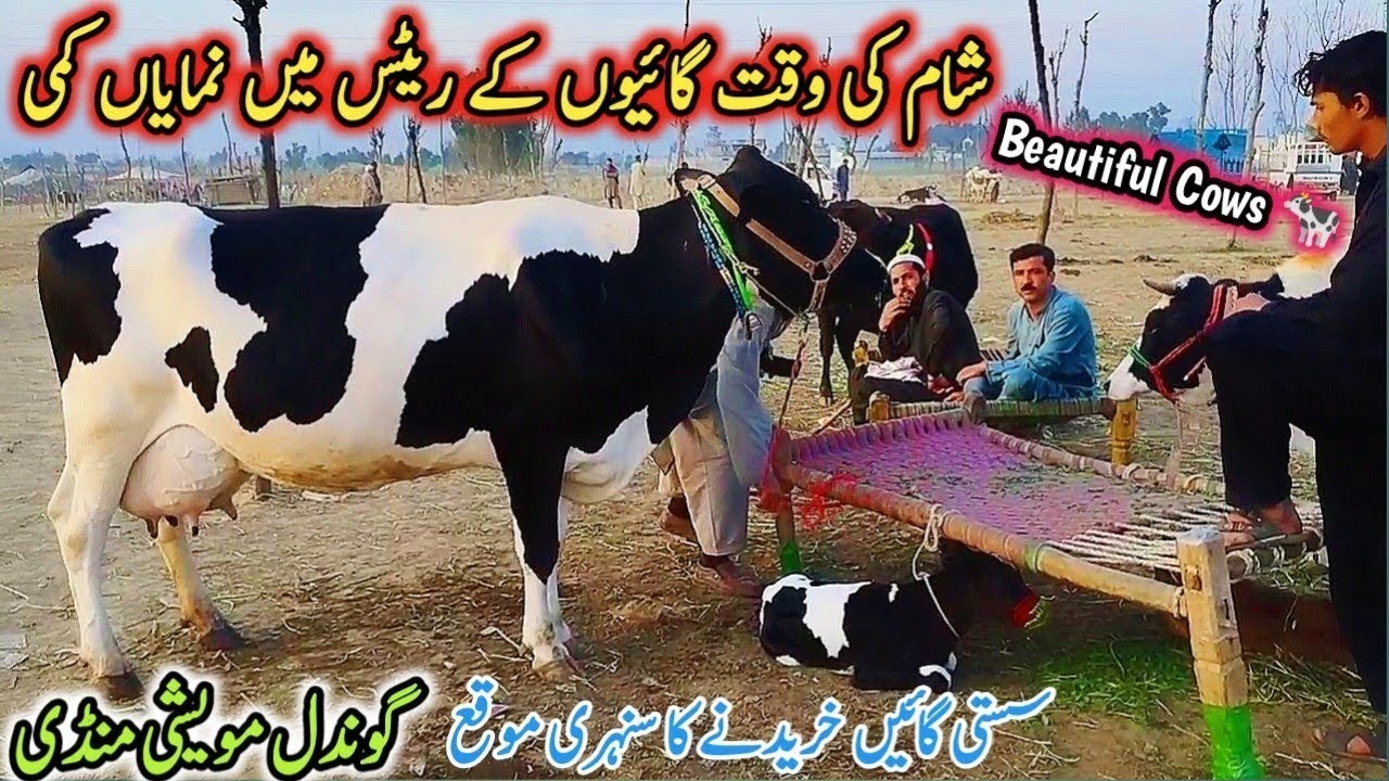 Gondal Mandi latest update 30Nov2025!Sahiwal cow for sale latest video!HF cow for sale!#cow