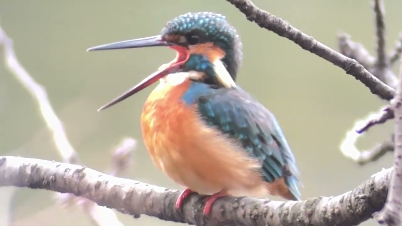 善福寺公園　カワセミ