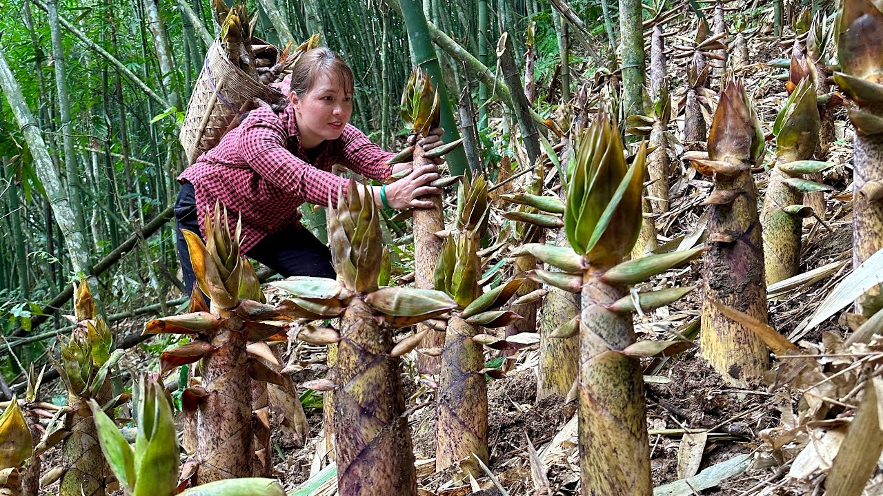 Full video: 95 day harvesting, yarm, medicinal plants, shallots, bamboo shoots - cooking, pet care 