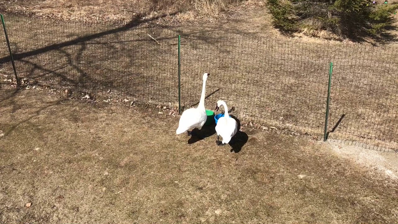 Trumpeter Swan sounds like a trumpet 🎺