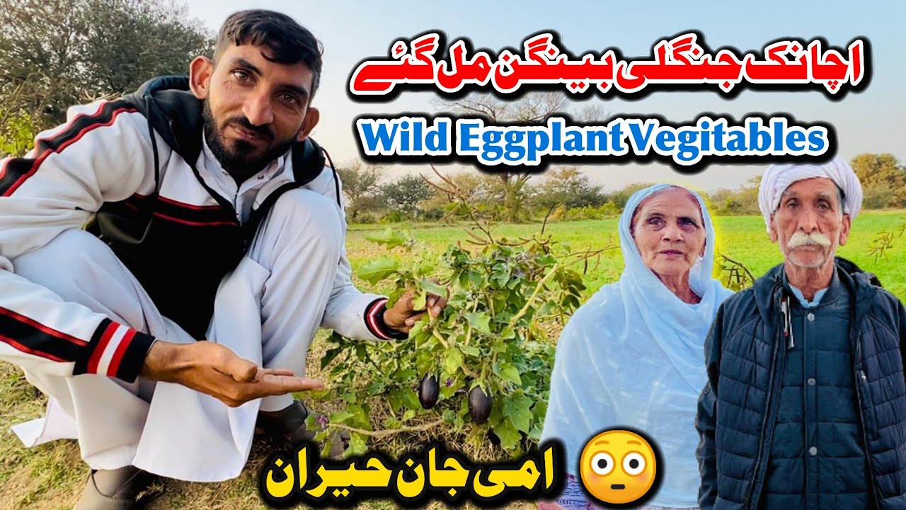 Wild Eggplant Vegitables In Our Village 🙂  Ami Jan Was Shocking 😳 Family vlog 
