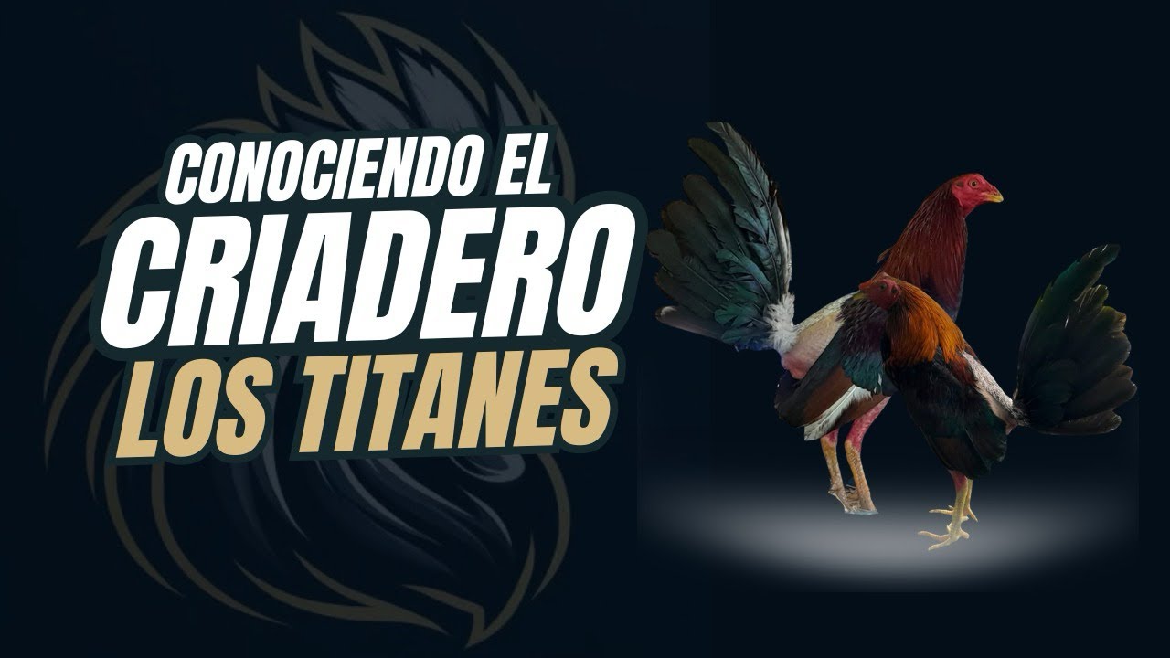 Conociendo el Criadero Los Titanes #gallosfinos #fypシ #galloscolombia #aves #agriculture #rooster