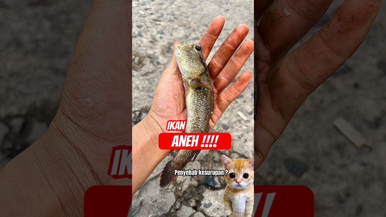 Dapet ikan ini pas ada orang kesurupan ! #shrots #beranda #youtubeshorts #mancing #ikan #kesurupan