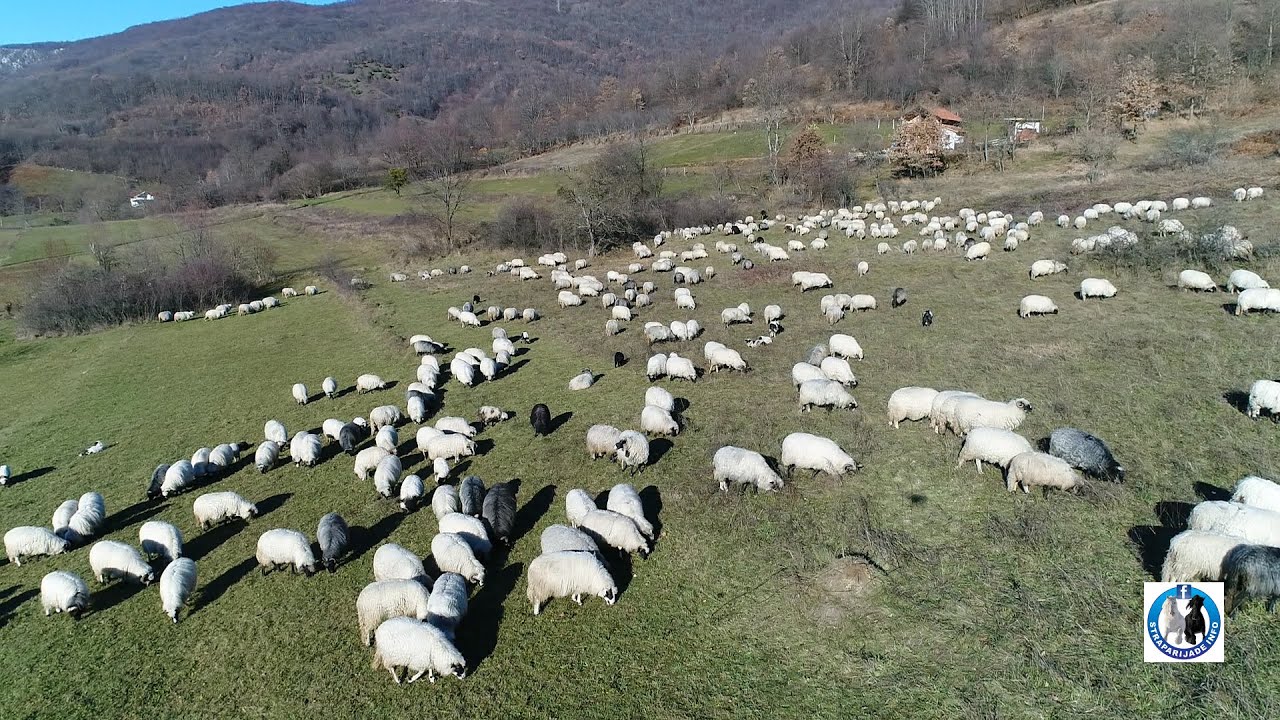 -Ovčar Lazar Guslov iz Donjeg Ratkova nomadi ove zime u Velečevu na Sani-
