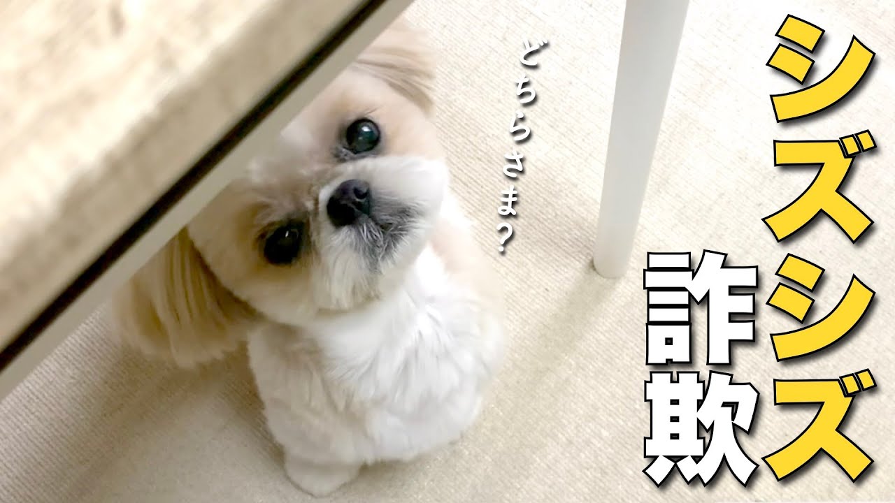 【シーズー】飼い主を幸せにするシズシズ詐欺トリミング♪ www（他 りんちゃんの毎日が春休み）【405】
