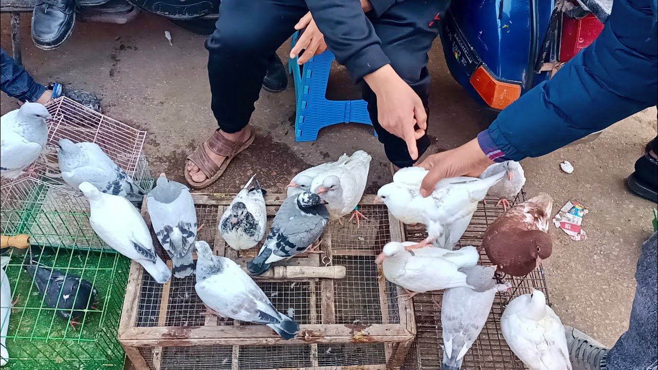 سوق الجمعه 😱 أسعار 💸 الحمام الغزار والزوجل وزغاليل والكلفه 🌽 وملتزمات الحمام وارقام تليفون #العناني