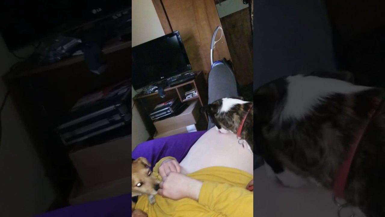 Dog licks belly button