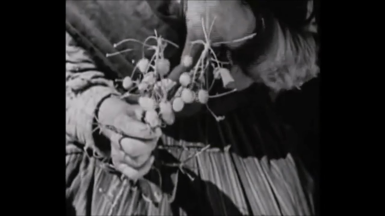 Falgar - Guerreros de sangre