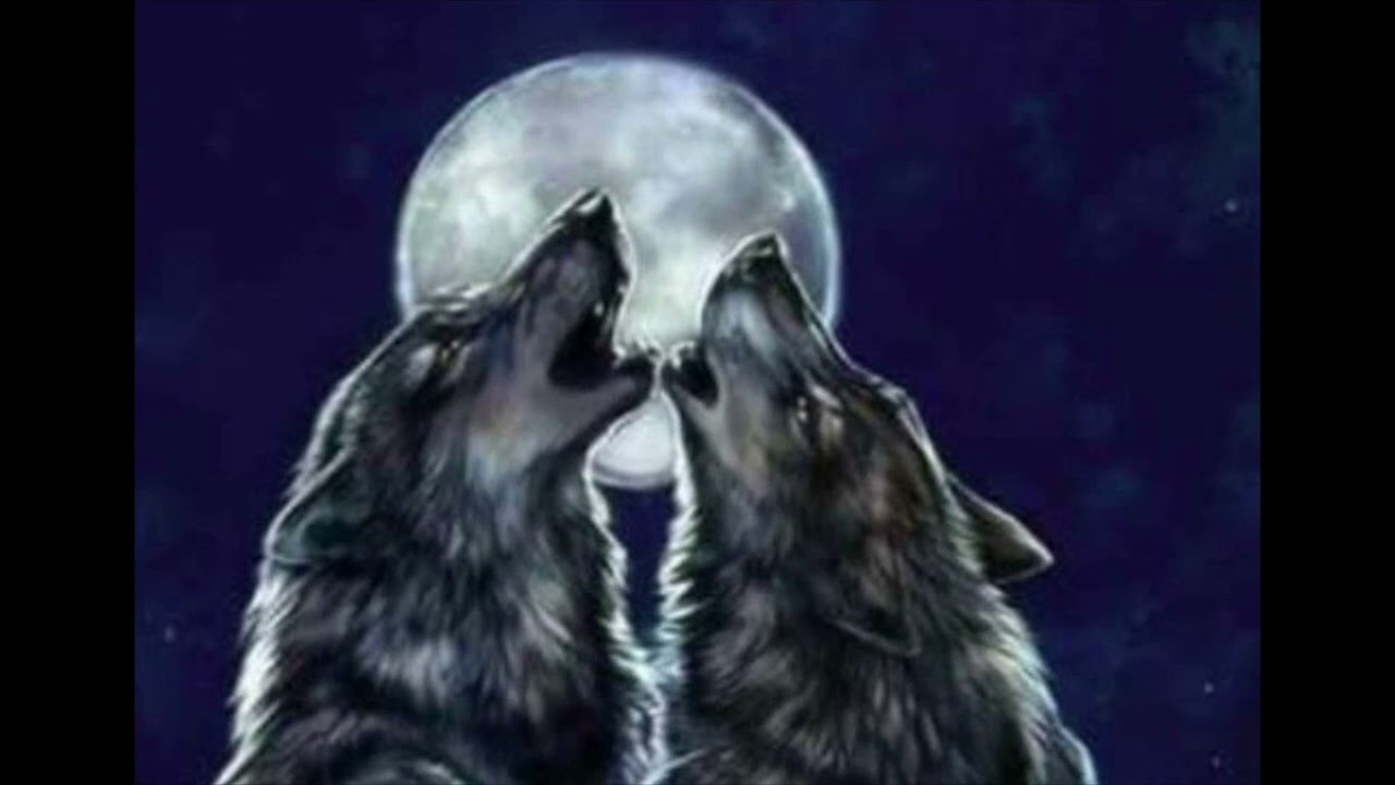 DADDY TUCKS POOKIE INTO BED!(ASMR 🐺🐺🐺🐺)