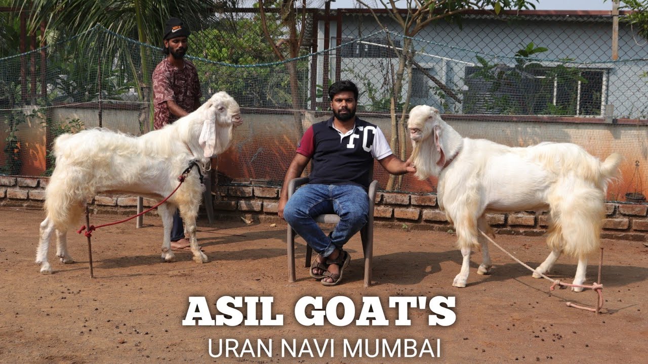 Big Jamnapari Hansa Bakre  At Asil Goat's Uran Navi Mumbai