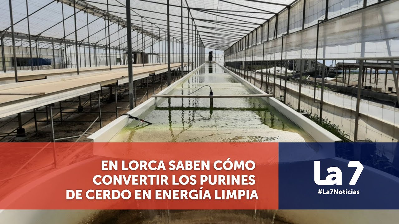 Cómo convertir los purines de cerdo en energía limpia | La 7