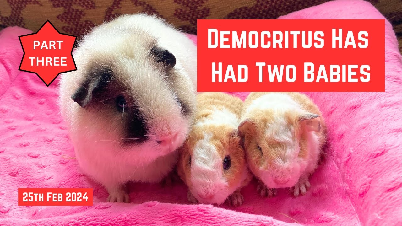 What to do if your GUINEA PIG is PREGNANT - Part 3 : She's now had TWO BABIES