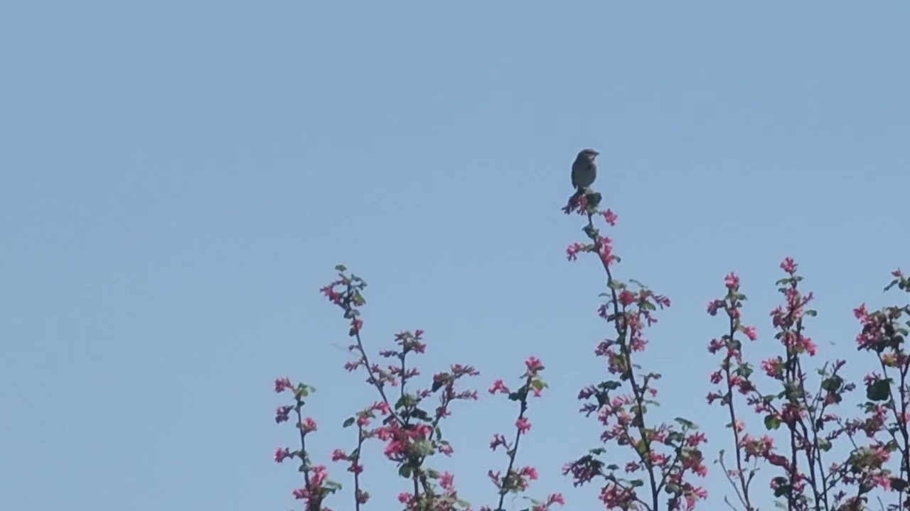 Savannah Sparrow (Passerculus sandwichensis) singing on a tree