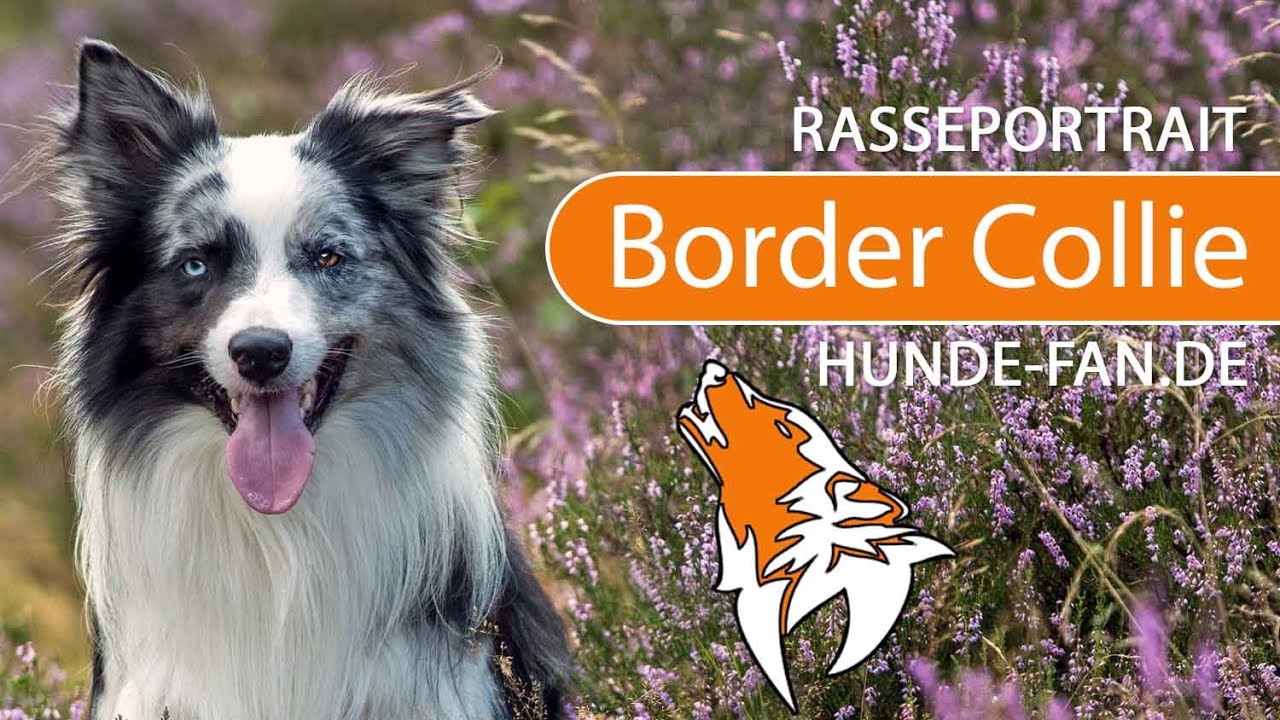 ► Border Collie [2021] Rasse, Aussehen & Charakter