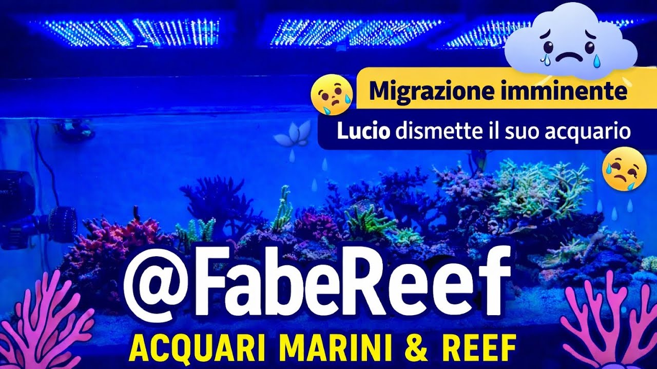 Lucio dismette il suo acquario marino. L’ultimo viaggio alla scoperta del suo fantastico reef.