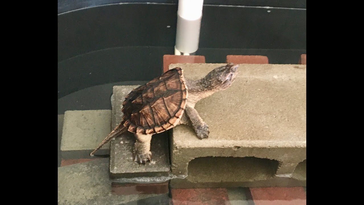 Pavlovian conditioning a snapping turtle- training and taming