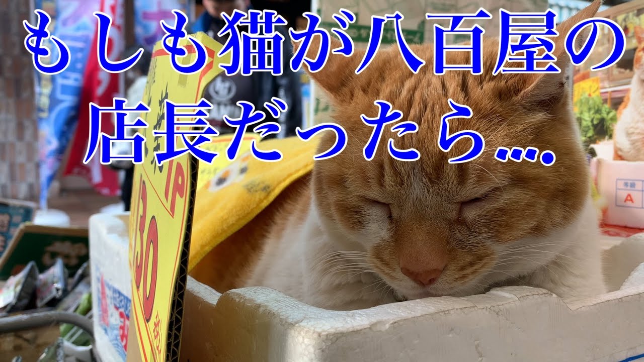 【めいちゃん公式チャンネル】もしも茶白の猫が八百屋の店長だったら、、、、、