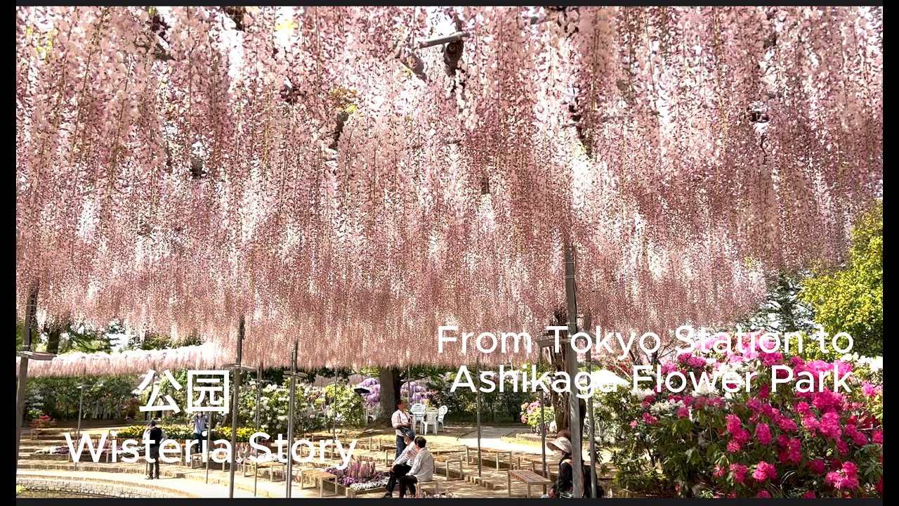 From Tokyo Station to Ashikaga Flower Park in May, 2023 东京 去 花园