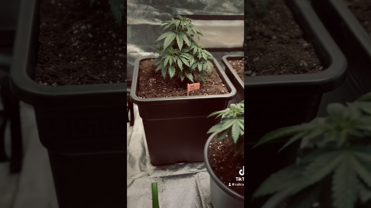 Mein erster Grow 2XAmnesia Haze 1X Pink Runtz