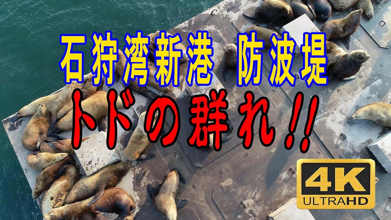 石狩湾新港にトドの群が‼　北海道石狩市　ドローン空撮　Steller Sea Lion　#トドの群れ #石狩