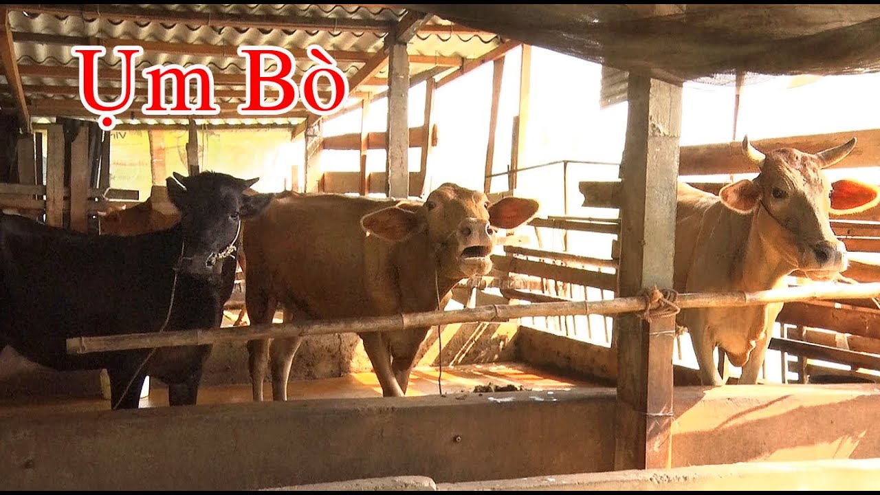 Con B&ograve; K&ecirc;u Ụm B&ograve;, Gọi Chủ Cho Ăn Cỏ/ Tung Le TV
