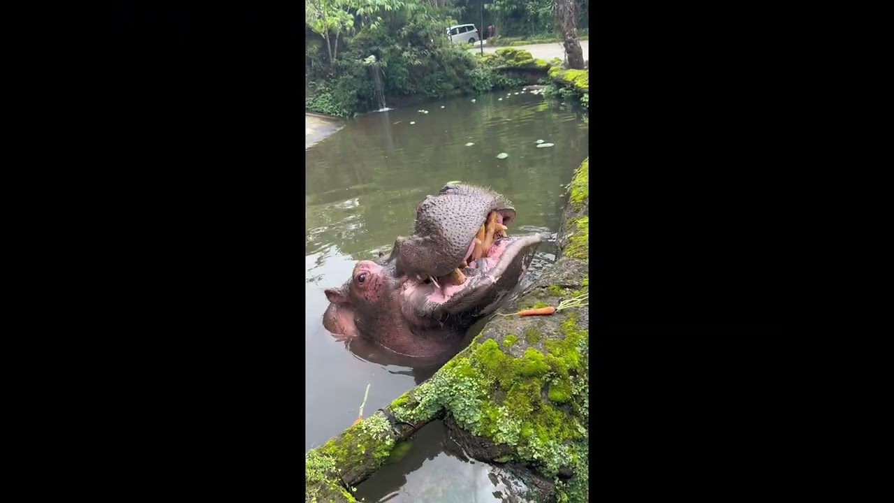 Taman safari