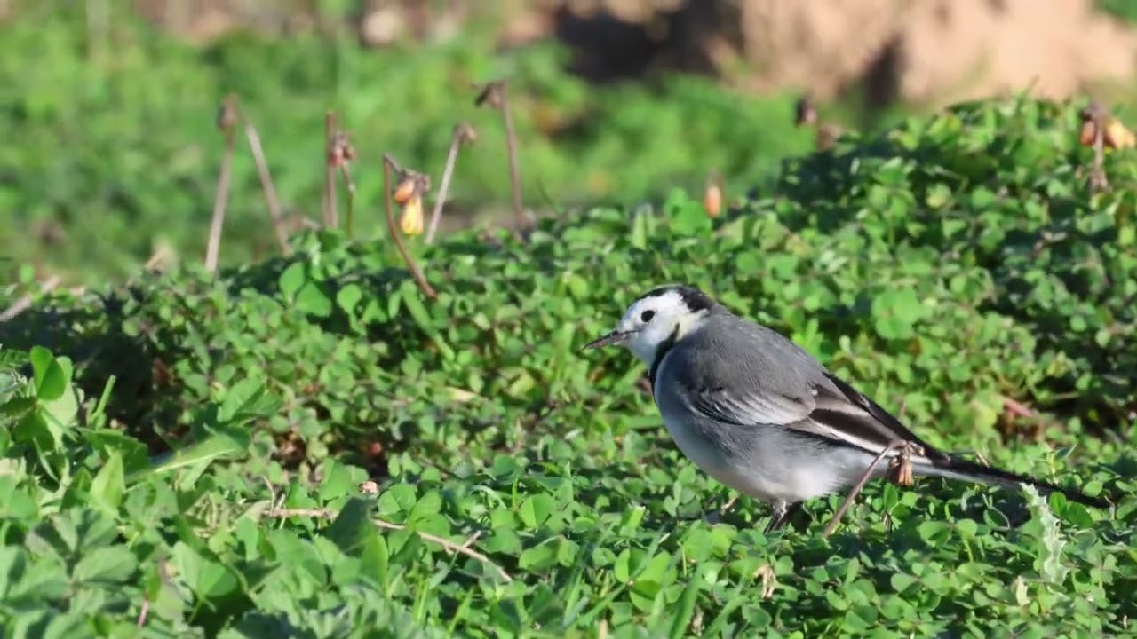 White Wagtail (Motacilla alba)