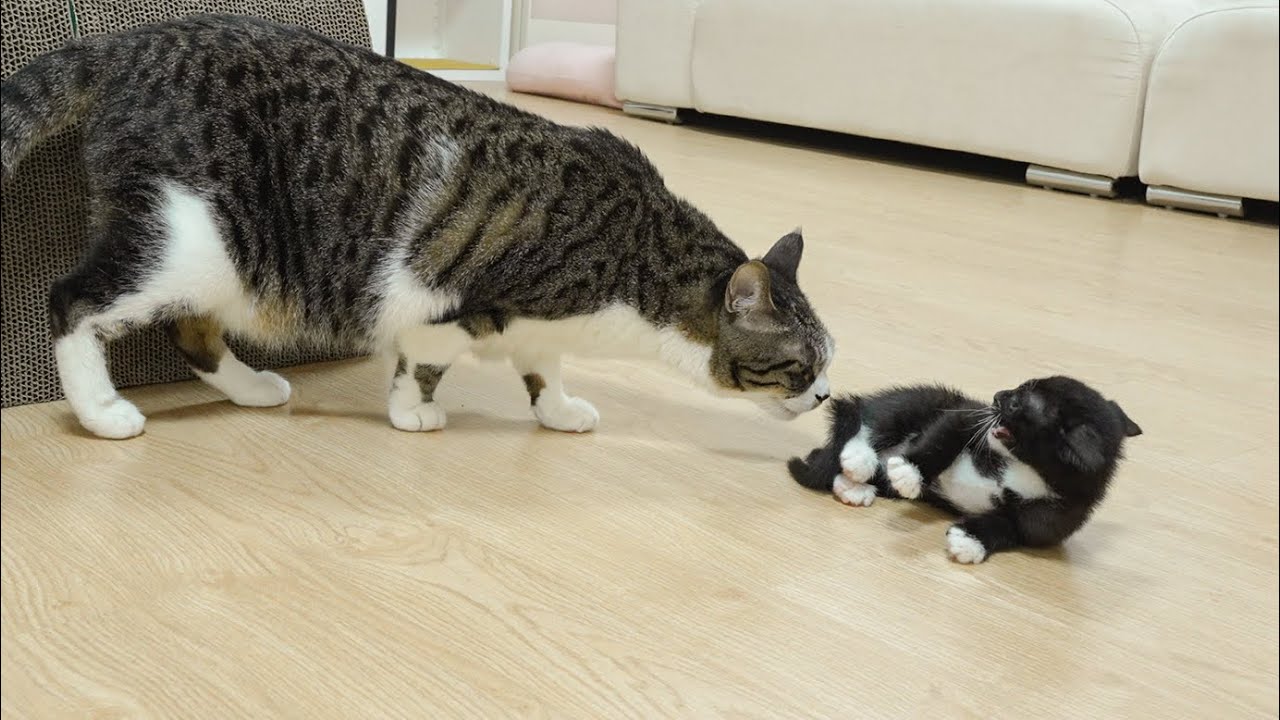 The Rescued Kitten Suddenly Becomes Polite in front of the Big Cat!!! │ Episode.35
