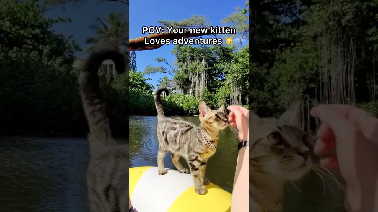 Mr Ming Ming is obsessed with the outdoors it&rsquo;s crazy 😹#pov #cat #hawaii #shorts