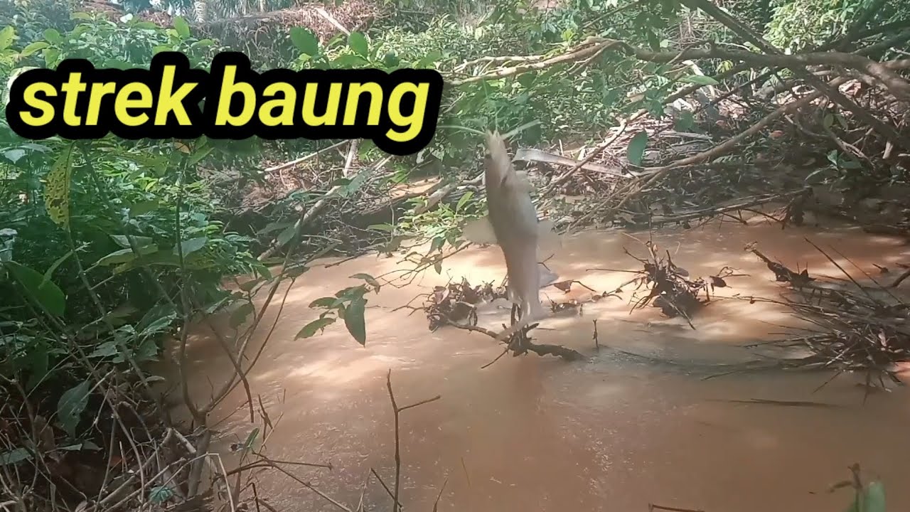 Strek ikan baung di sungai kecil