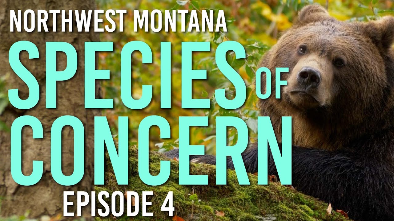 Using Endangered Species Act to Protect Montana’s Grizzly Bears & their Habitat #EndangeredSpecies