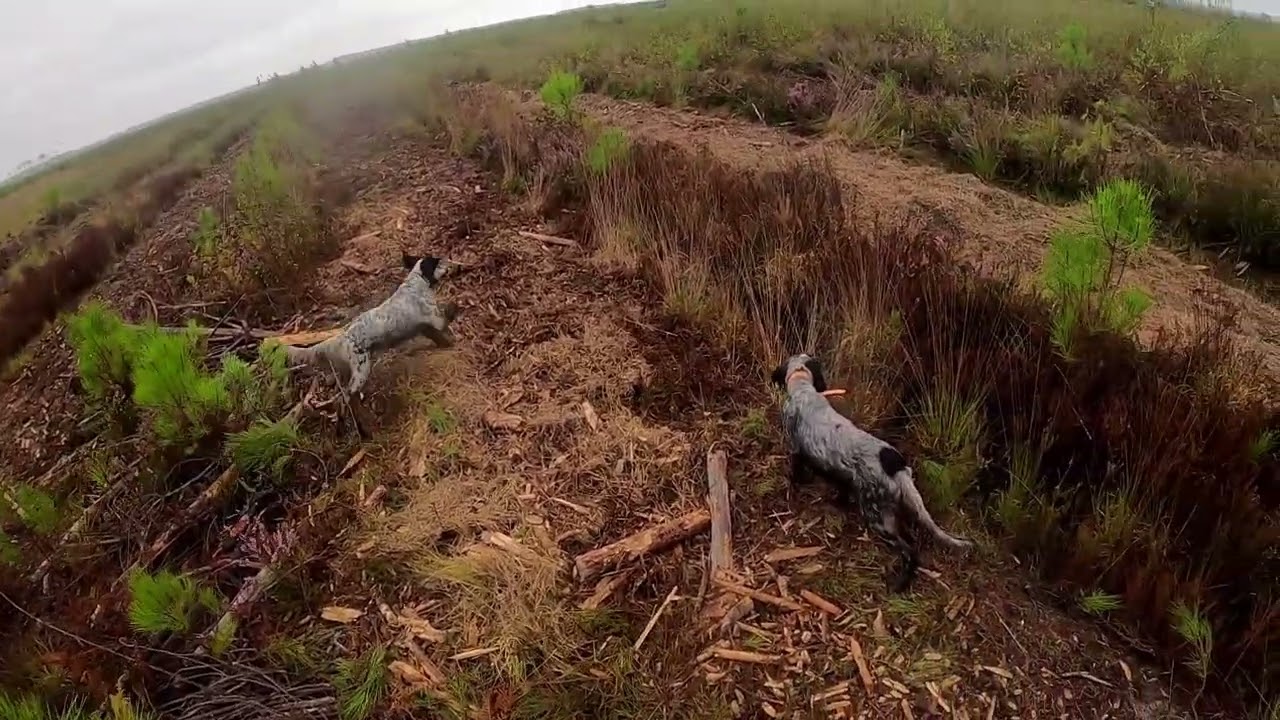 ouverture en sud gironde du petit gibier, au chien d'arret, setter anglais.