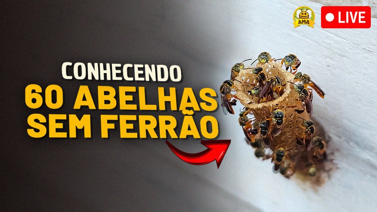 Conhecendo 60 ESP&Eacute;CIES de abelhas SEM FERR&Atilde;O 🐝