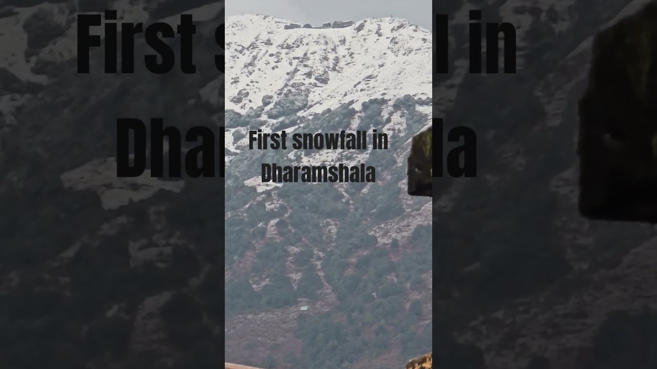 First snowfall in Dharamshala Himachal Pradesh #himachalpradesh #snowfall #nature
