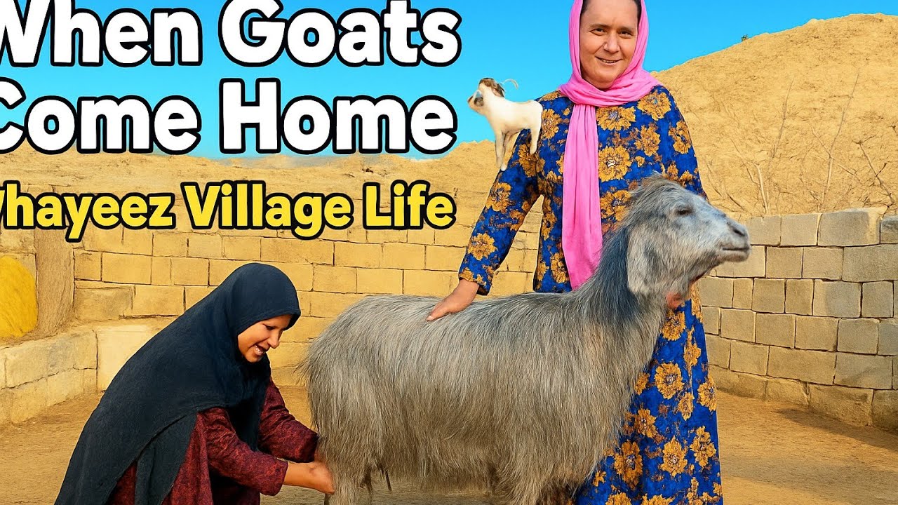 “When Goats Come Home 🐐💛 Aunt Milking Time in Khayeez Village – Pure Love & Peaceful Life”