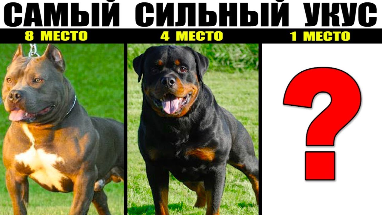 10 Пород собак с самым сильным укусом