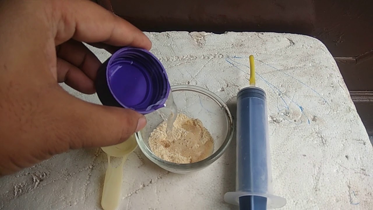 Pigeon baby food, how to feed them?