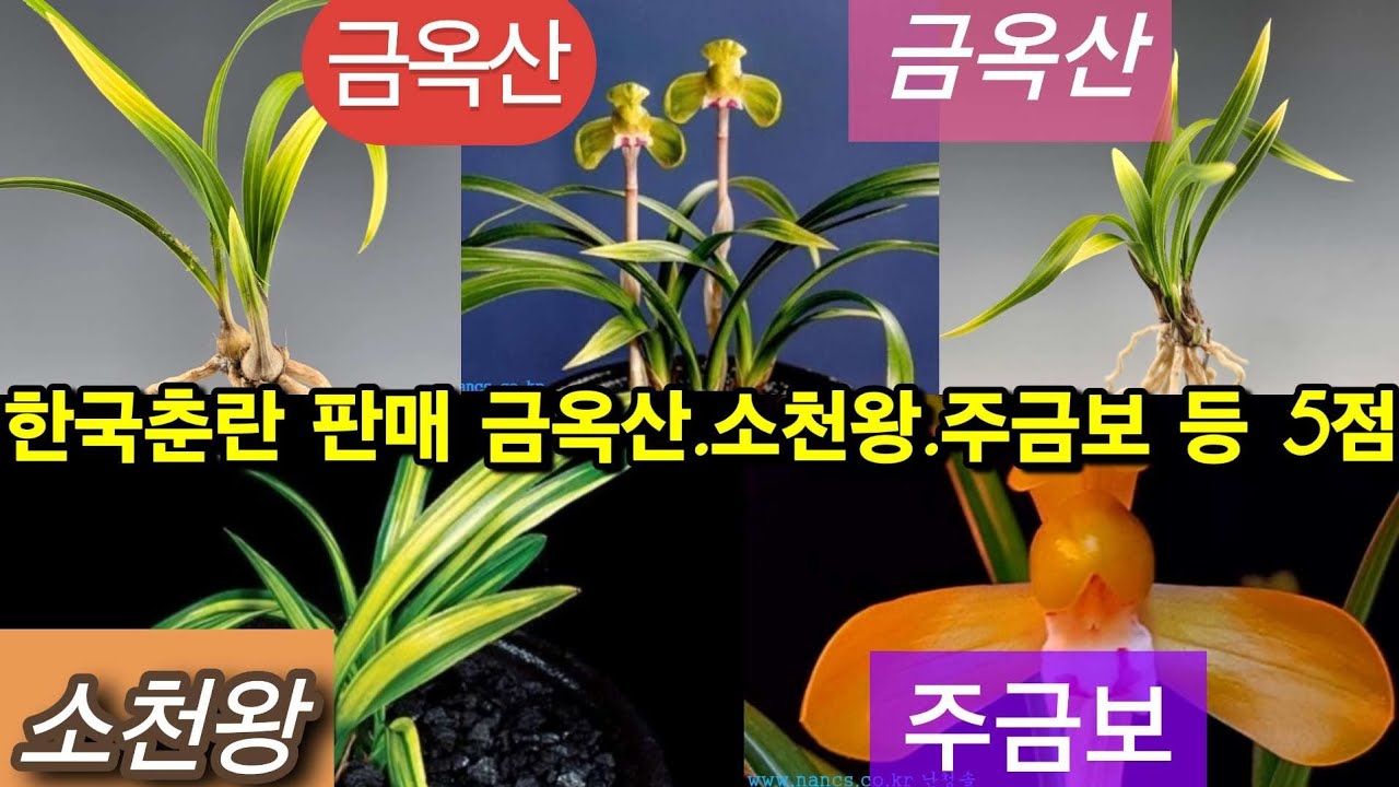 ​한국춘란 판매 | 금옥산·소천왕·주금보 등 5점 | 26년 1월 21일 춘란장터 #한국춘란 #춘란 #난초 (👇설명란 클릭)