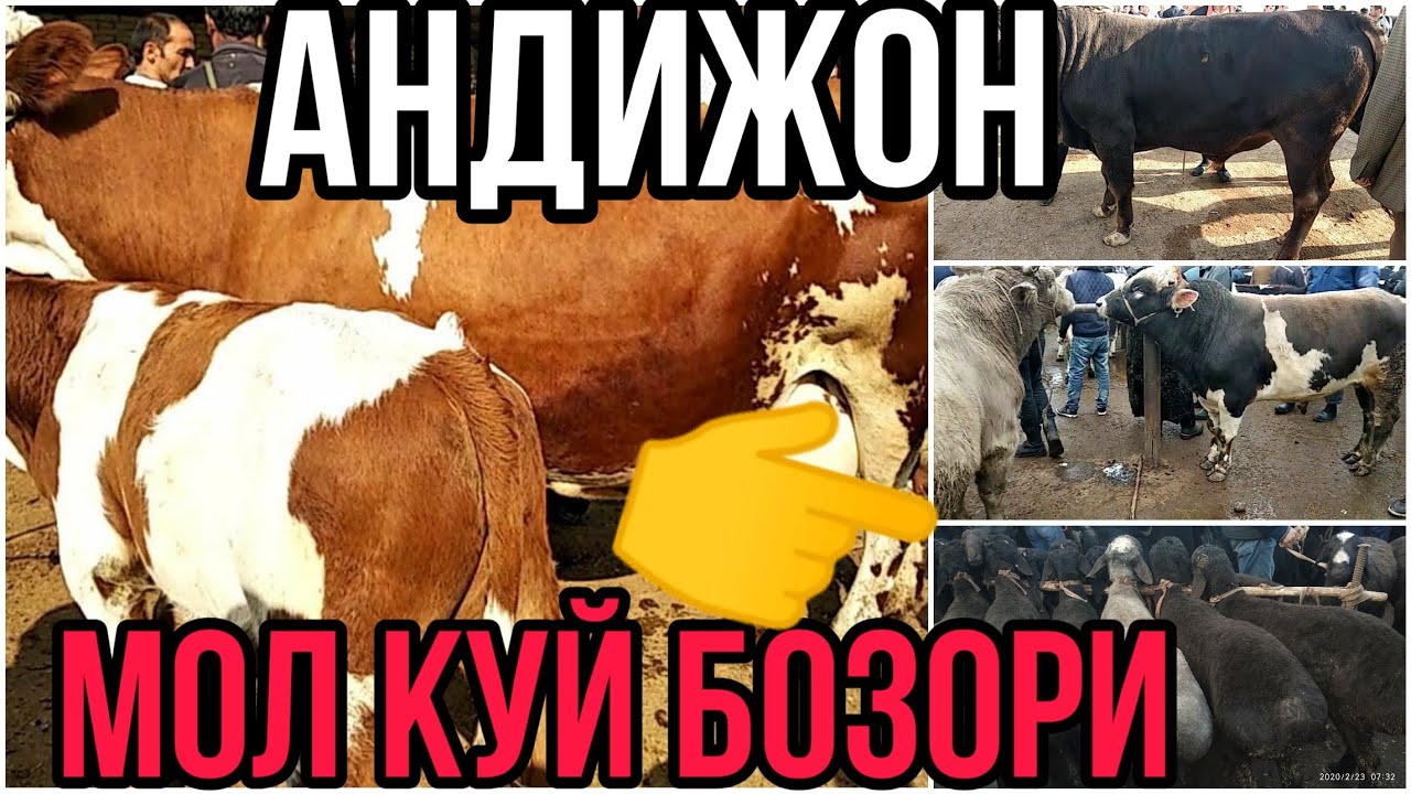 23 ФЕВРАЛ АНДИЖОН ПАХТАОБОД МОЛ КУЙ БОЗОРИ ФАКАТ СОТИЛГАНЛАРИДАН