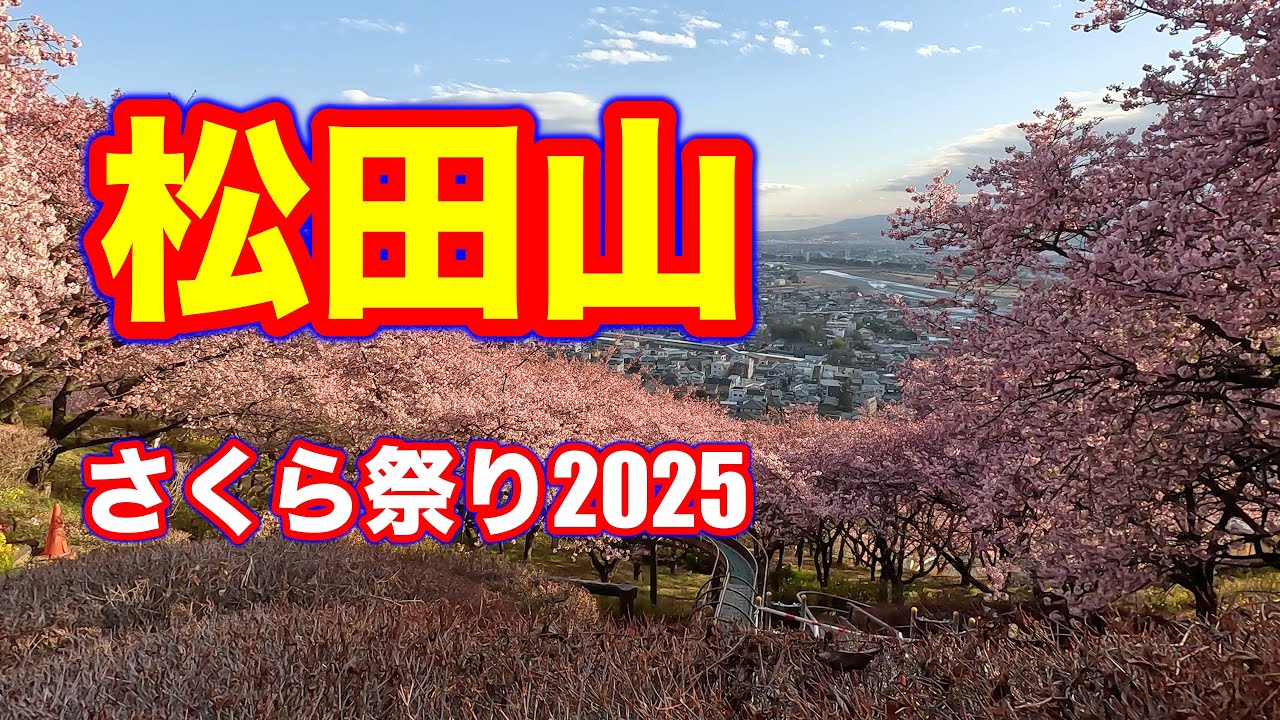 【４K】松田山桜まつり2025