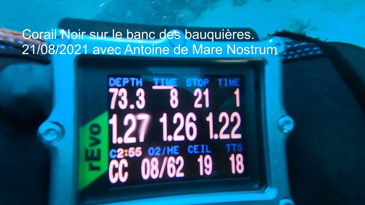 Corail noir banc des bauquières
