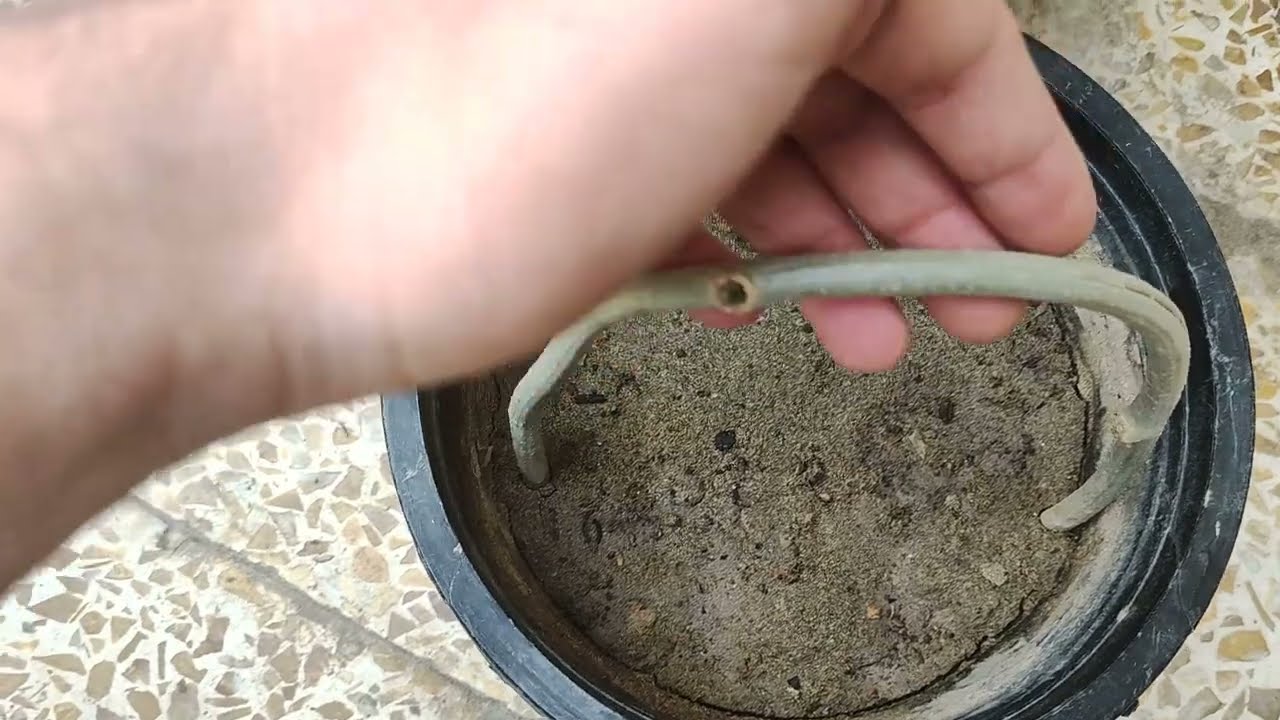 زراعه متسلق القنقينه البلاب الخارجي